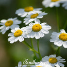 Feverfew (Tanacetum Parthenium) - 100 Seeds - Southern Seed Exchange