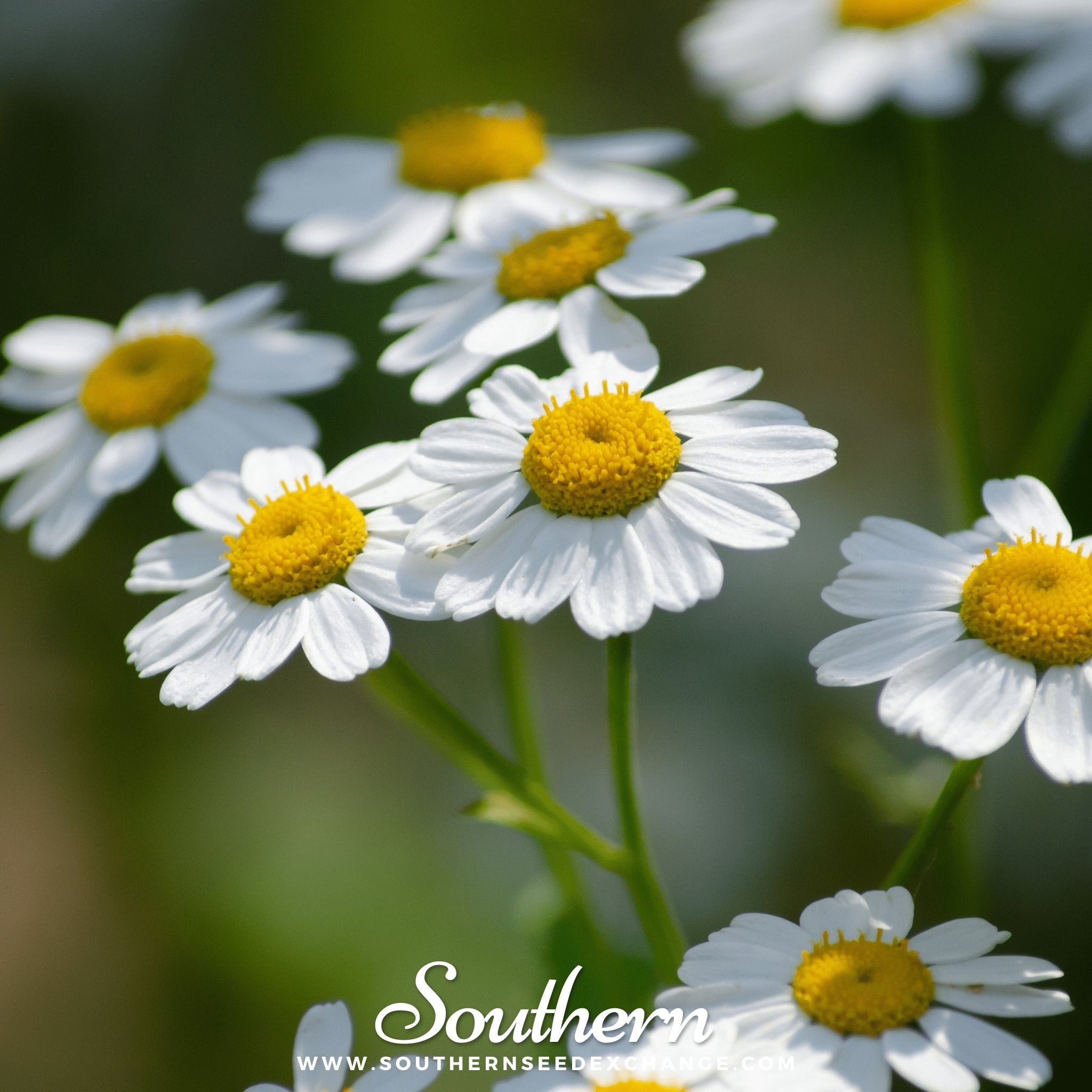 Feverfew (Tanacetum Parthenium) - 100 Seeds - Southern Seed Exchange