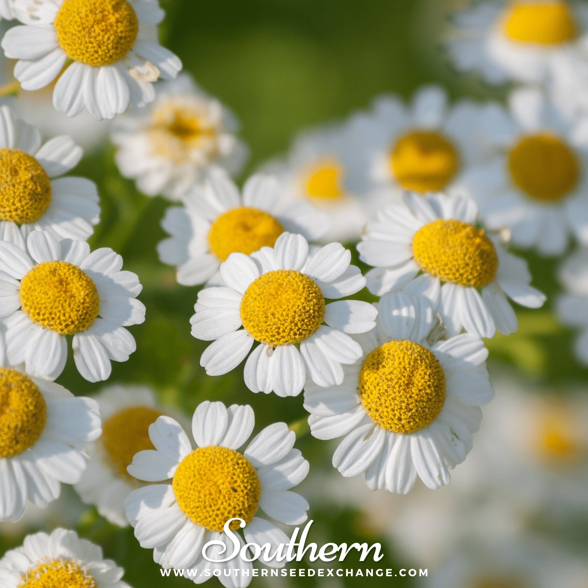 Feverfew (Tanacetum Parthenium) - 100 Seeds - Southern Seed Exchange