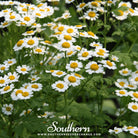 Feverfew (Tanacetum Parthenium) - 100 Seeds - Southern Seed Exchange