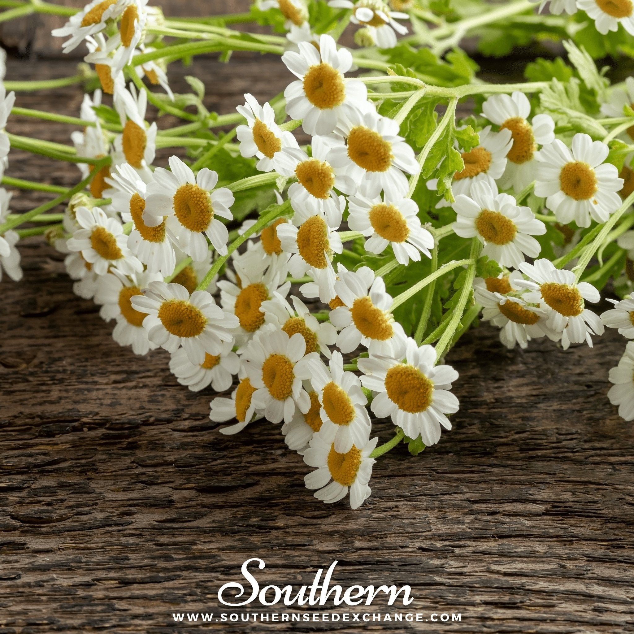 Feverfew (Tanacetum Parthenium) - 100 Seeds - Southern Seed Exchange