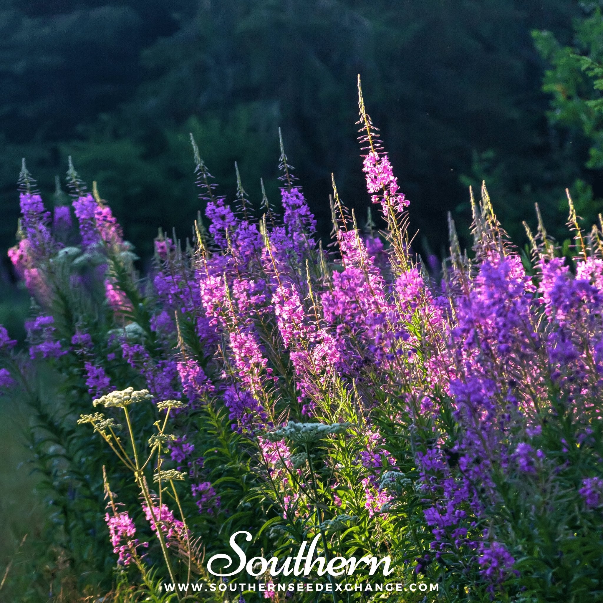 Fireweed - Willowherb (Epilobum Angustifolium) - 100 Seeds - Southern Seed Exchange