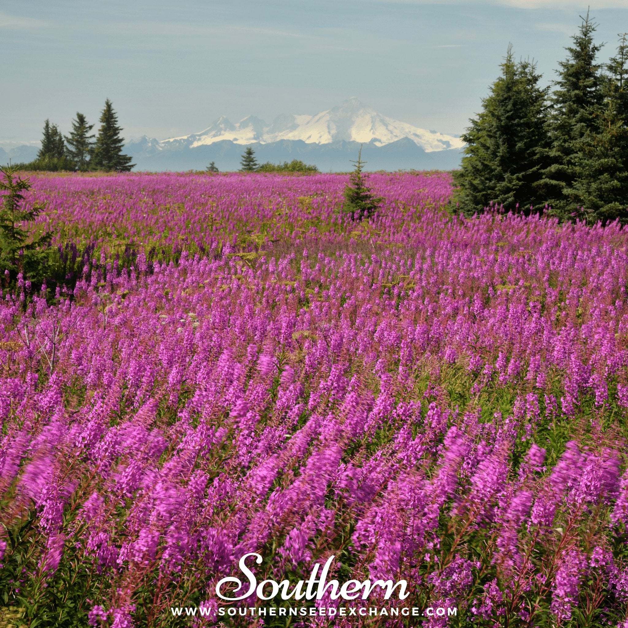 Fireweed - Willowherb (Epilobum Angustifolium) - 100 Seeds - Southern Seed Exchange