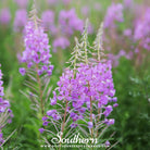 Fireweed - Willowherb (Epilobum Angustifolium) - 100 Seeds - Southern Seed Exchange