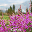 Fireweed - Willowherb (Epilobum Angustifolium) - 100 Seeds - Southern Seed Exchange