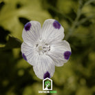 Five Spot (Nemophila maculata) - 50 Seeds - Southern Seed Exchange