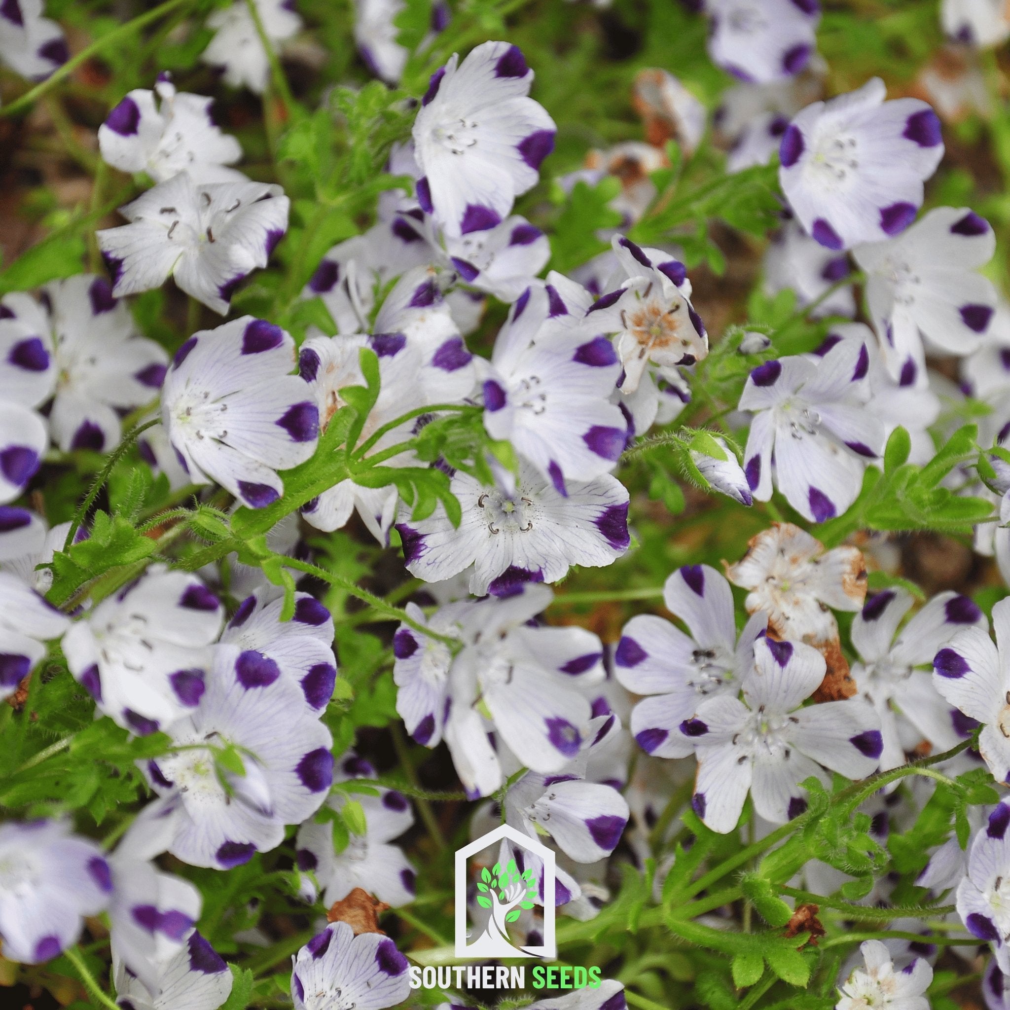 Five Spot (Nemophila maculata) - 50 Seeds - Southern Seed Exchange