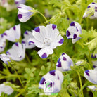 Five Spot (Nemophila maculata) - 50 Seeds - Southern Seed Exchange