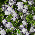 Five Spot (Nemophila maculata) - 50 Seeds - Southern Seed Exchange