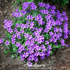 Flax, Blue (Linum perrene) - 100 Seeds - Southern Seed Exchange