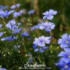 Flax, Blue (Linum perrene) - 100 Seeds - Southern Seed Exchange