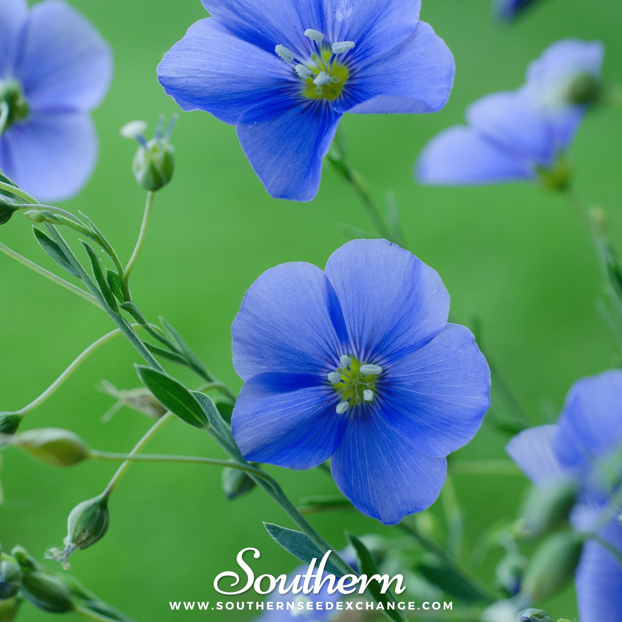 Flax, Blue (Linum perrene) - 100 Seeds - Southern Seed Exchange