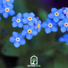 Forget Me Not (Myosotis sylvatica) - 100 Seeds - Southern Seed Exchange