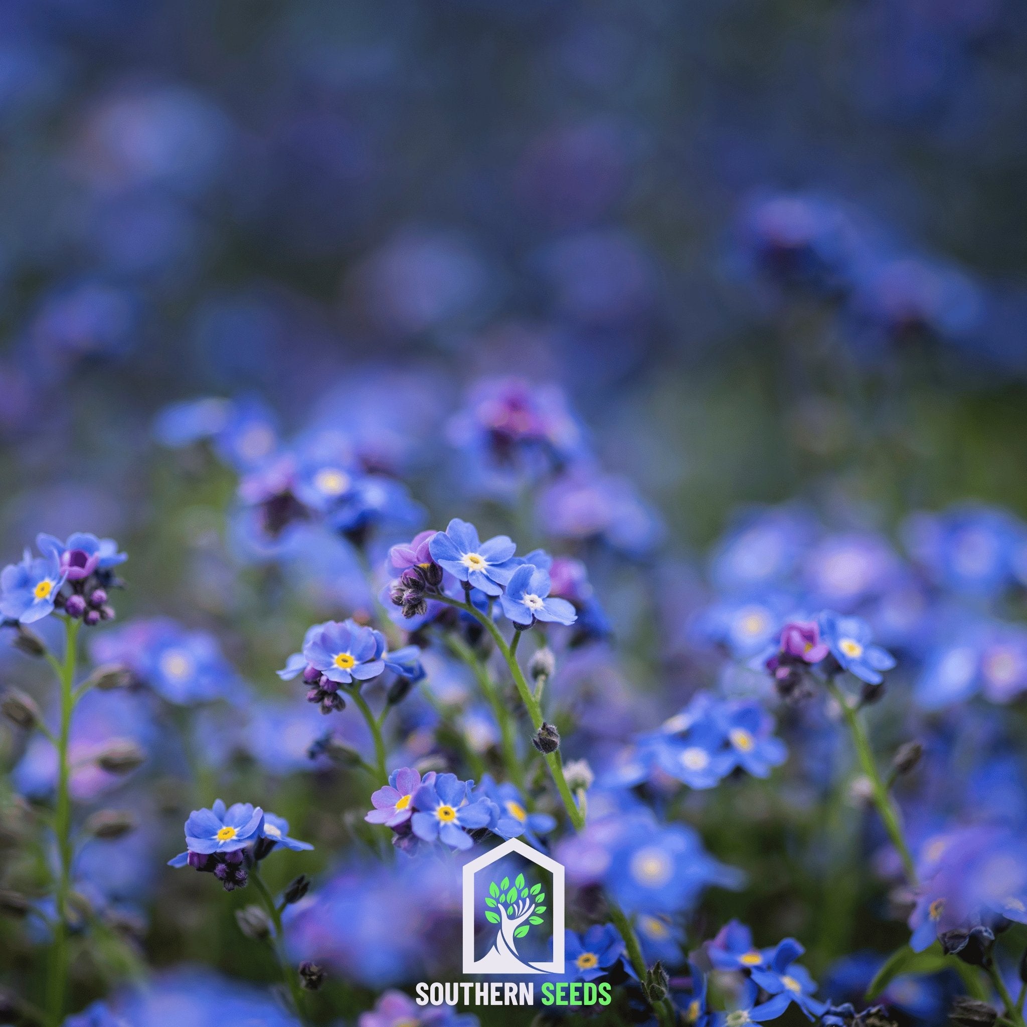 Forget Me Not (Myosotis sylvatica) - 100 Seeds - Southern Seed Exchange