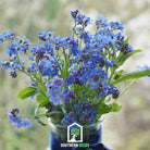 Forget Me Not (Myosotis sylvatica) - 100 Seeds - Southern Seed Exchange