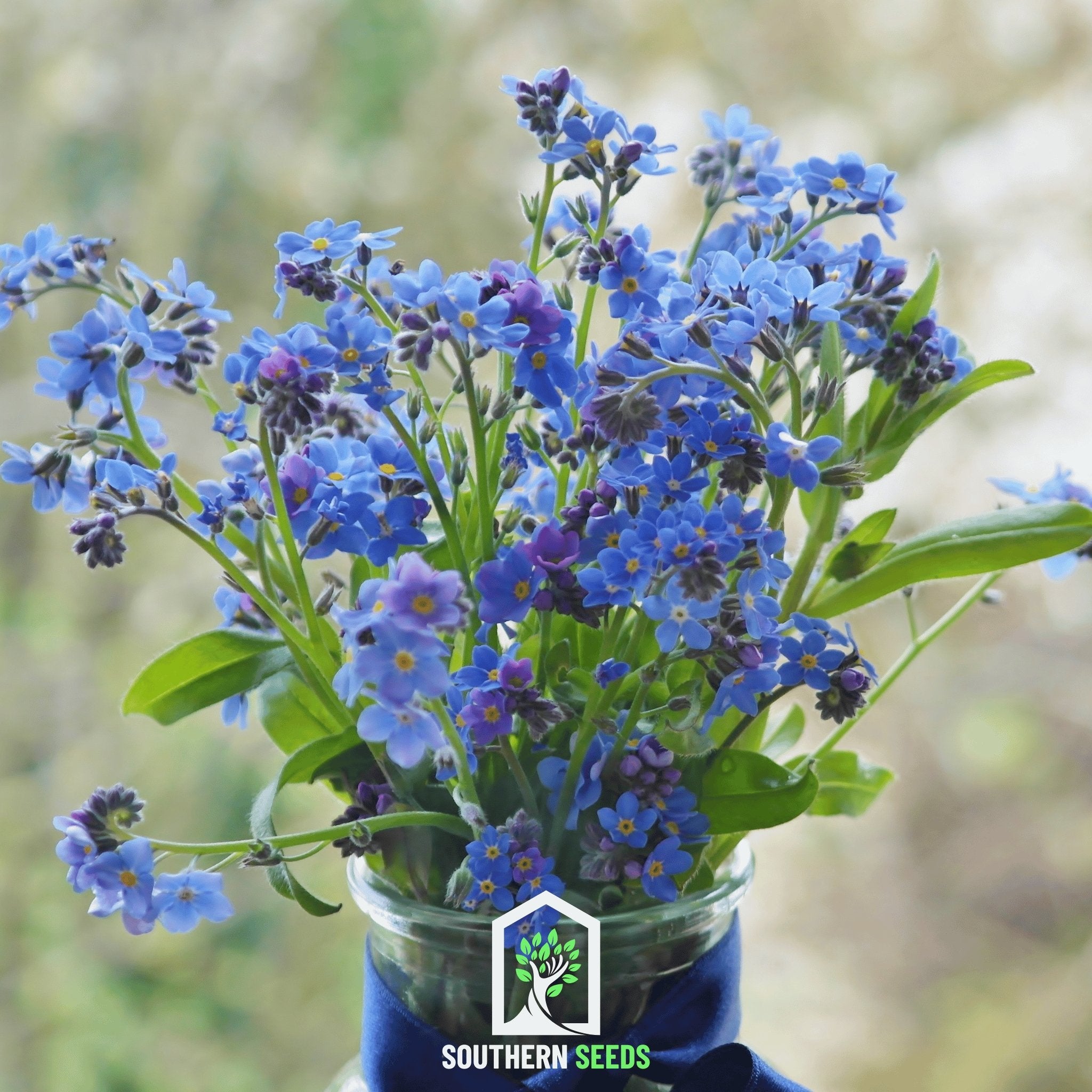 Forget Me Not (Myosotis sylvatica) - 100 Seeds - Southern Seed Exchange