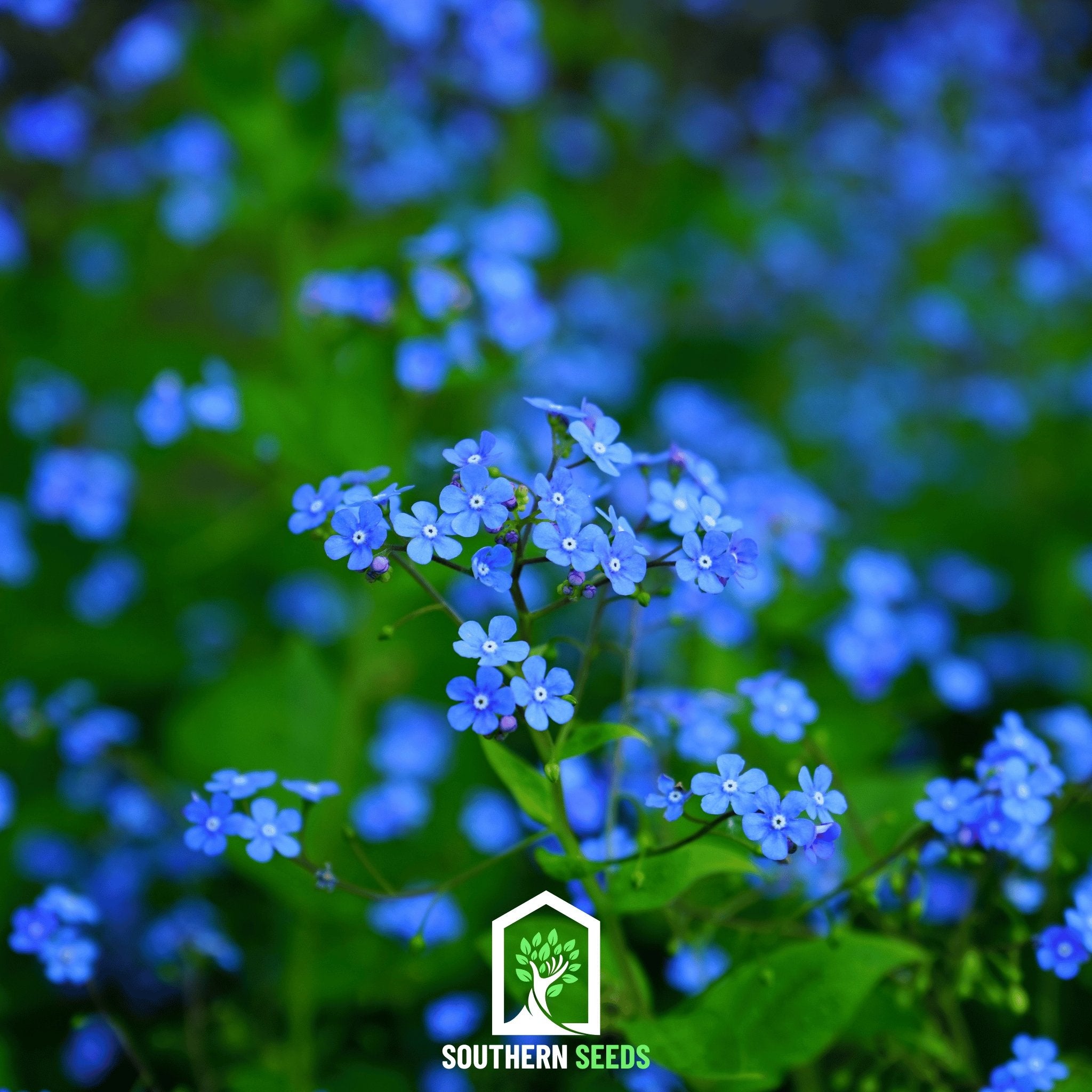 Forget Me Not (Myosotis sylvatica) - 100 Seeds - Southern Seed Exchange