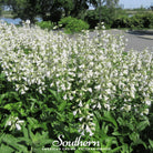 Foxglove, Beardtongue (Penstemon digitalis) - 200 Seeds - Southern Seed Exchange