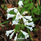 Foxglove, Beardtongue (Penstemon digitalis) - 200 Seeds - Southern Seed Exchange