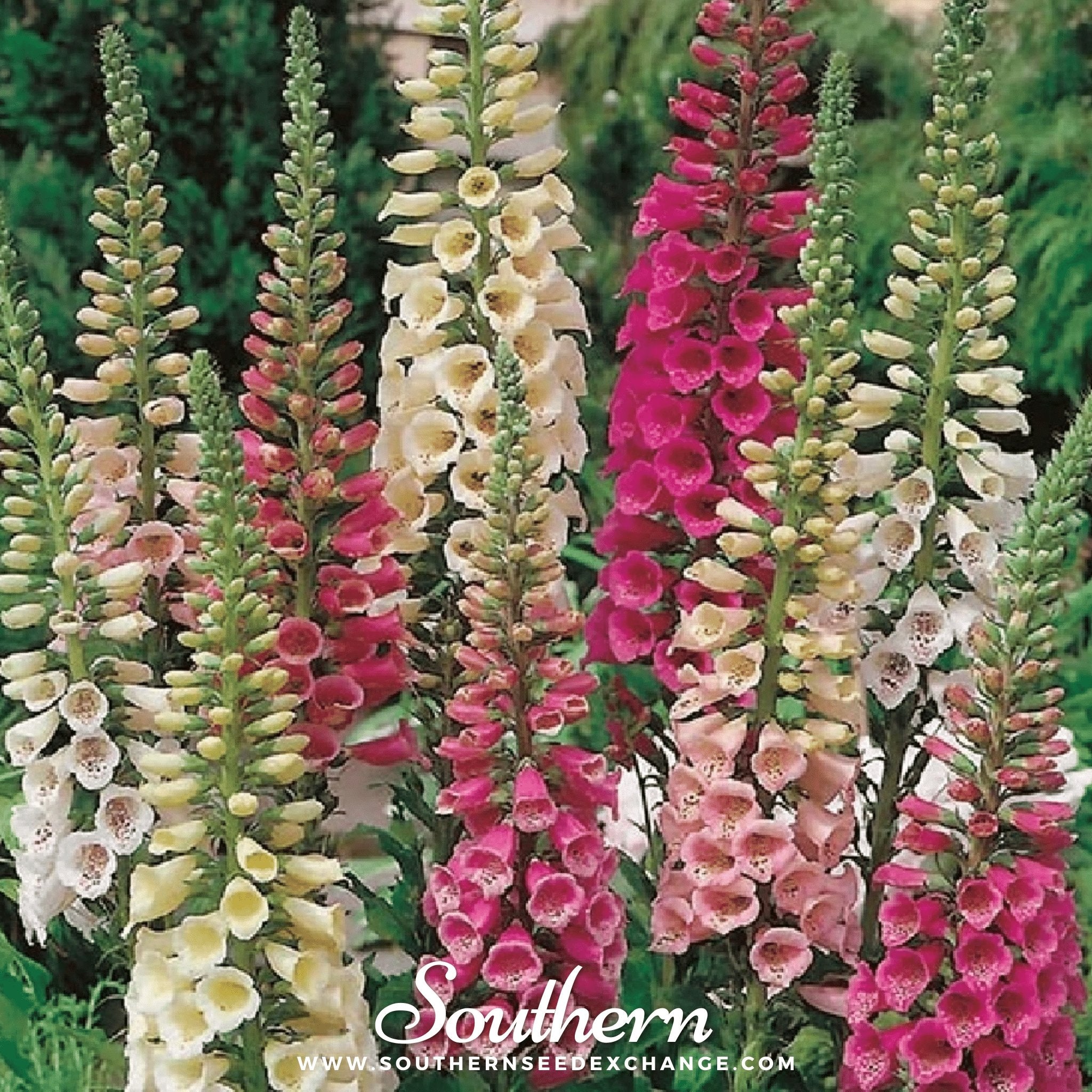 Foxglove, Foxy Mix (Digitalis Purpurea Foxy) - 200 Seeds - Southern Seed Exchange