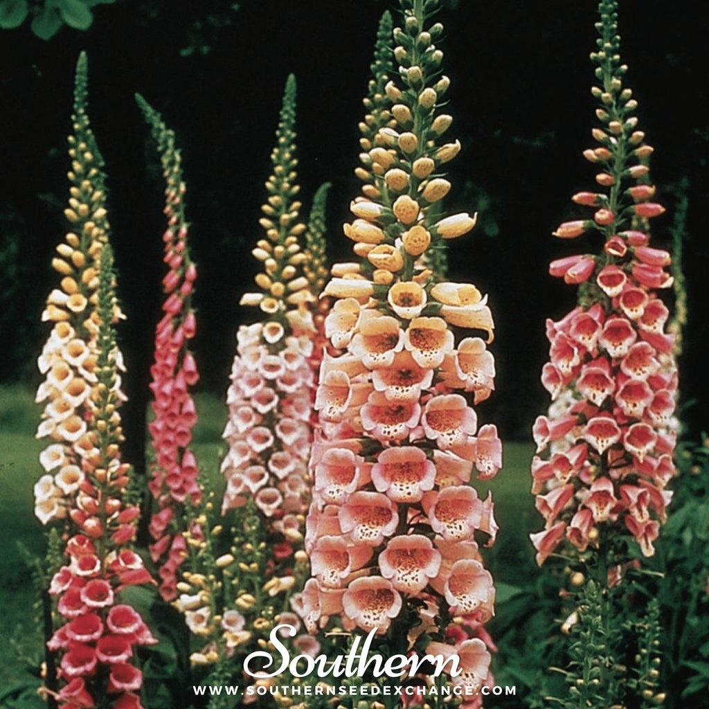 Foxglove, Foxy Mix (Digitalis Purpurea Foxy) - 200 Seeds - Southern Seed Exchange