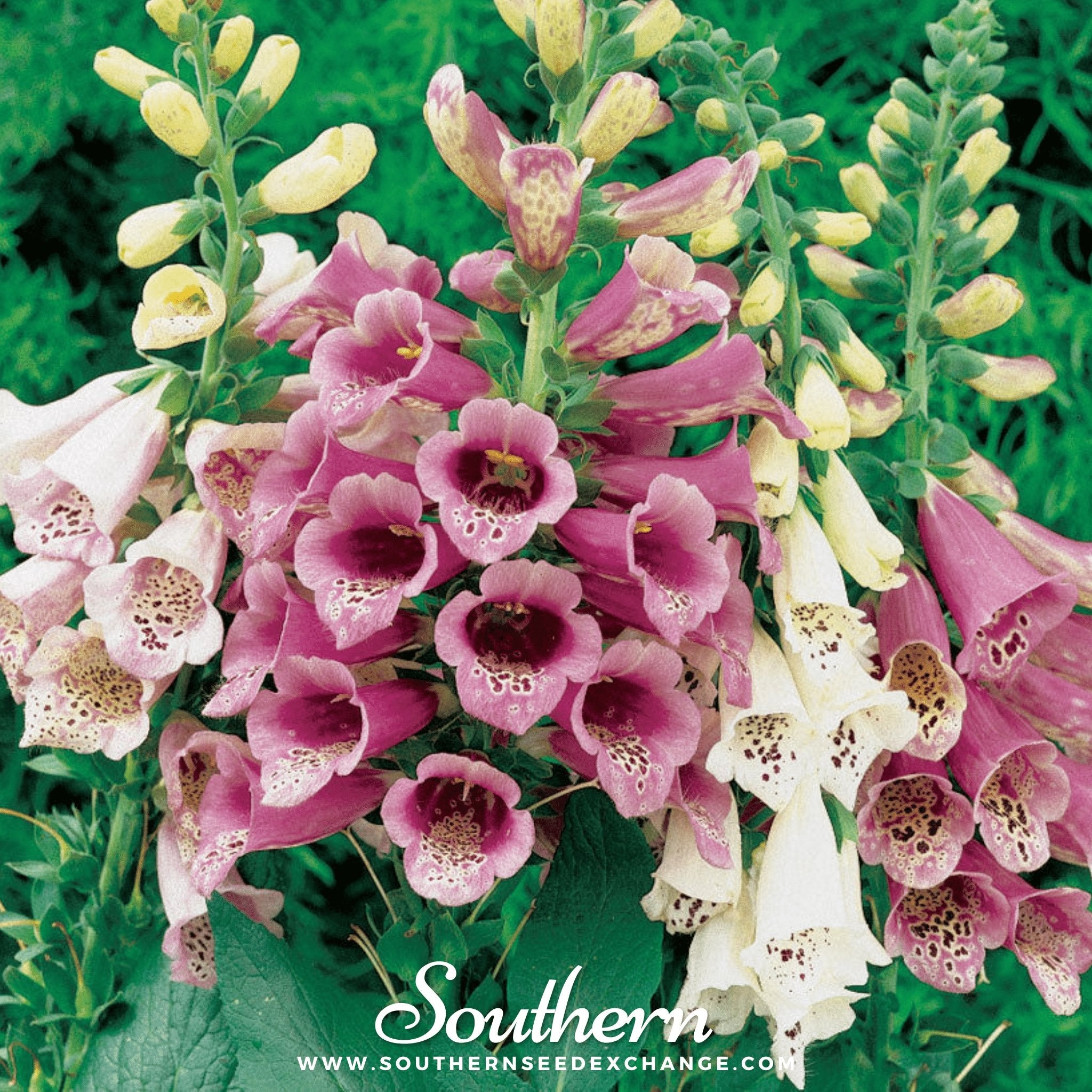 Foxglove, Foxy Mix (Digitalis Purpurea Foxy) - 200 Seeds - Southern Seed Exchange