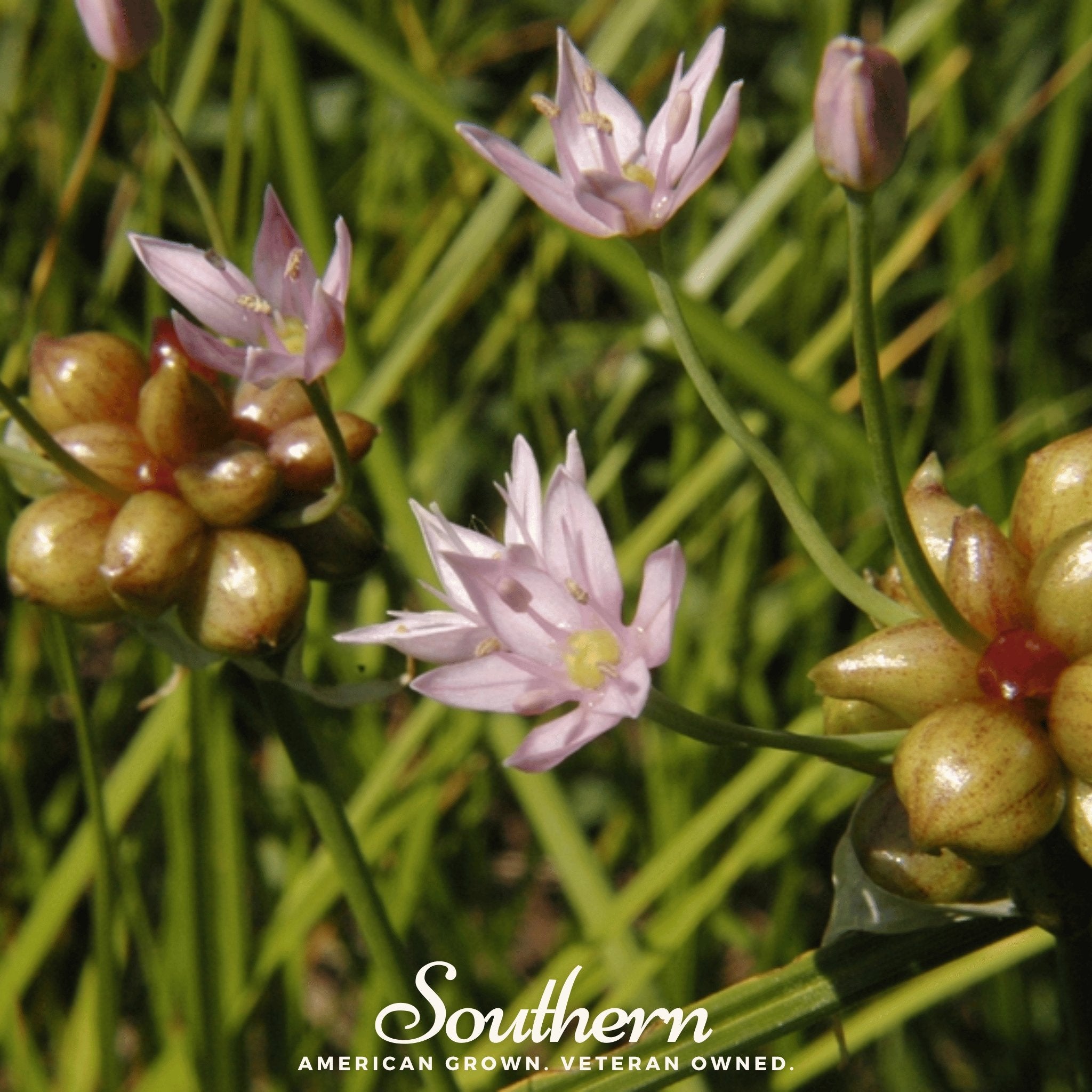 Garlic, Wild (Allium canadense) - 25 Seeds - Southern Seed Exchange