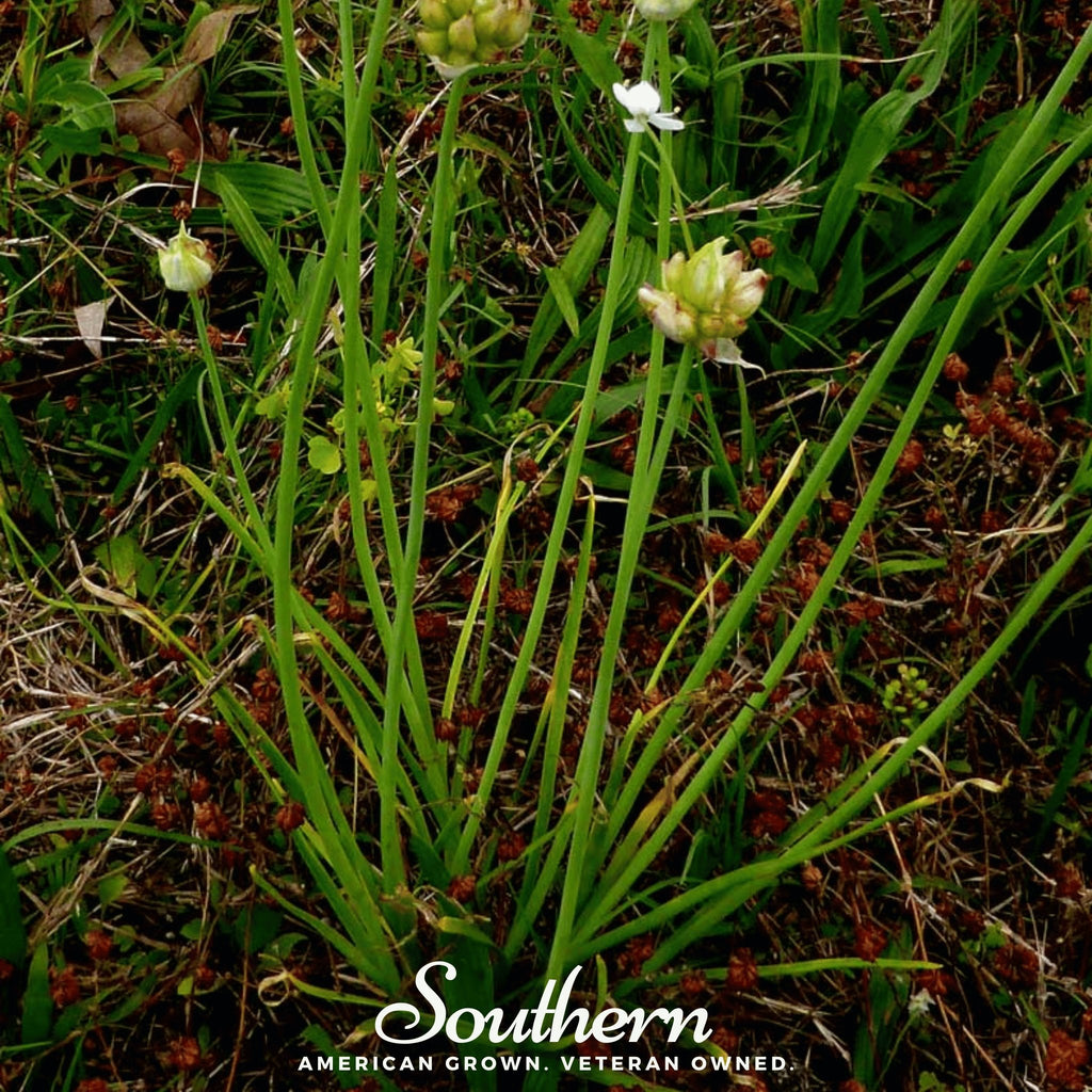 Garlic, Wild (Allium canadense) - 25 Seeds - Southern Seed Exchange