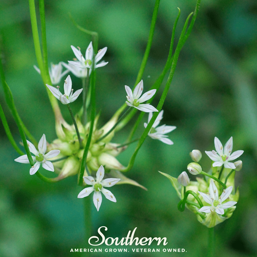 Garlic, Wild (Allium canadense) - 25 Seeds - Southern Seed Exchange