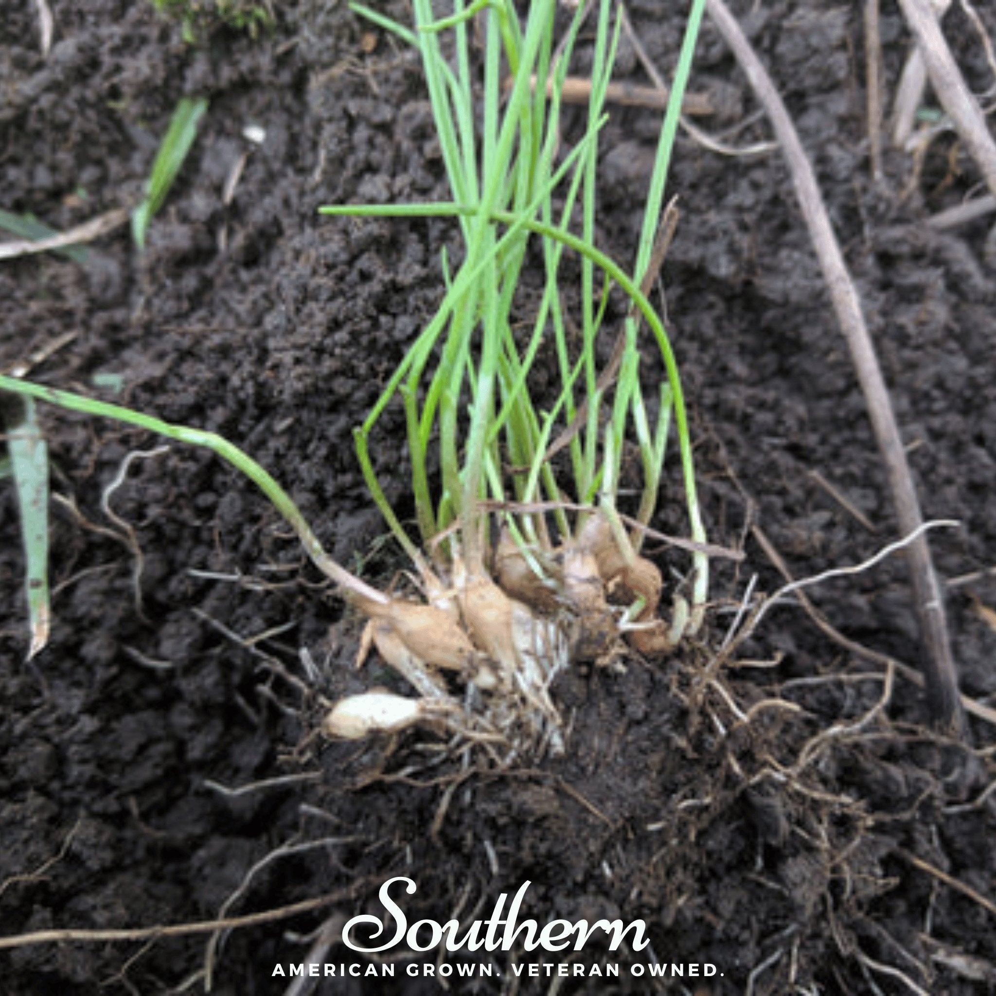 Garlic, Wild (Allium canadense) - 25 Seeds - Southern Seed Exchange