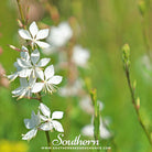 Gaura (Gaura lindheimeri) - 50 Seeds - Southern Seed Exchange