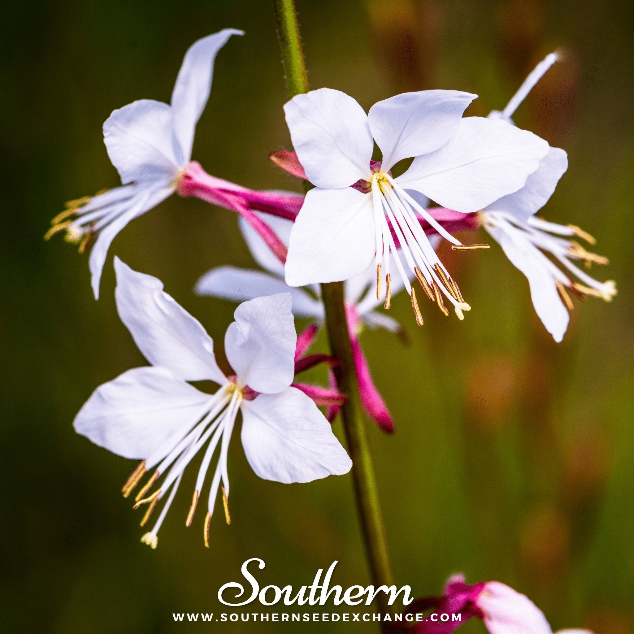 Gaura (Gaura lindheimeri) - 50 Seeds - Southern Seed Exchange