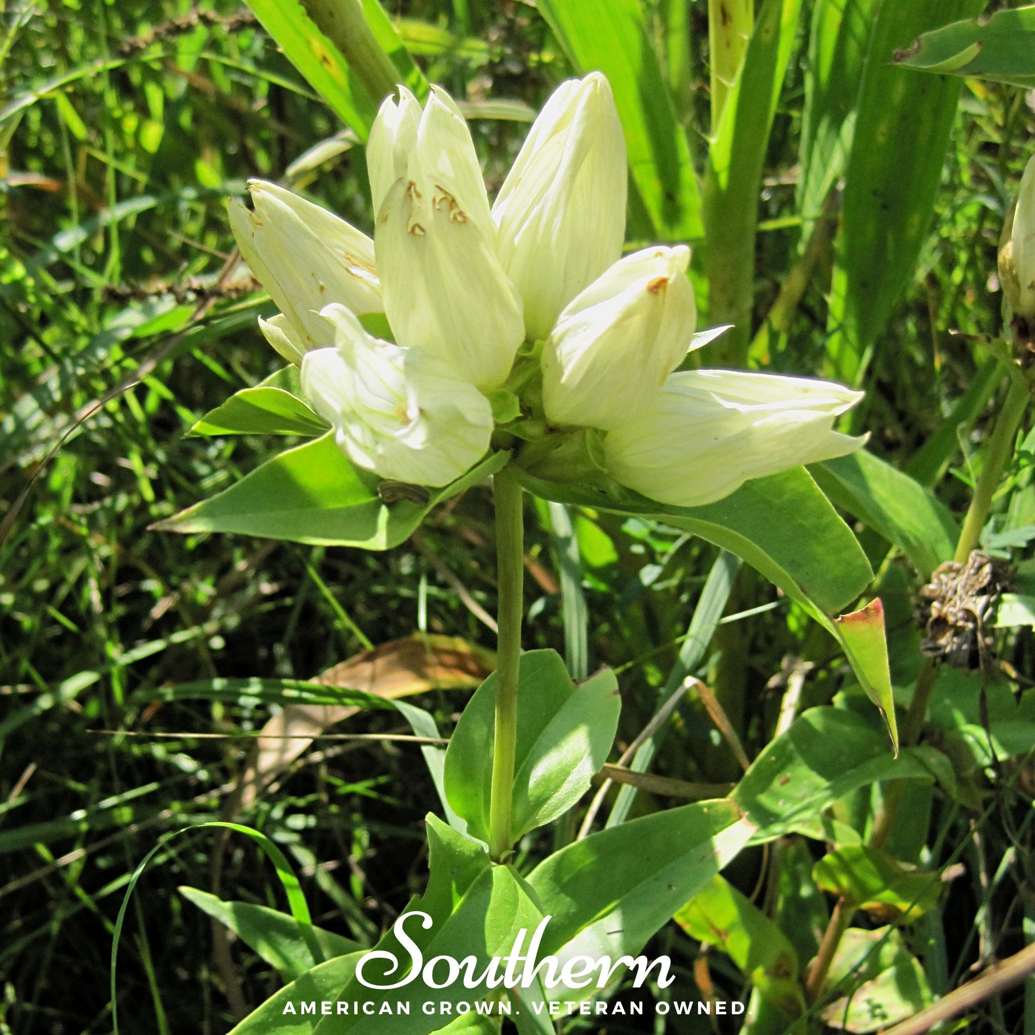 Gentian, Cream (Gentiana Alba) - 50 Seeds - Southern Seed Exchange