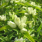 Gentian, Cream (Gentiana Alba) - 50 Seeds - Southern Seed Exchange