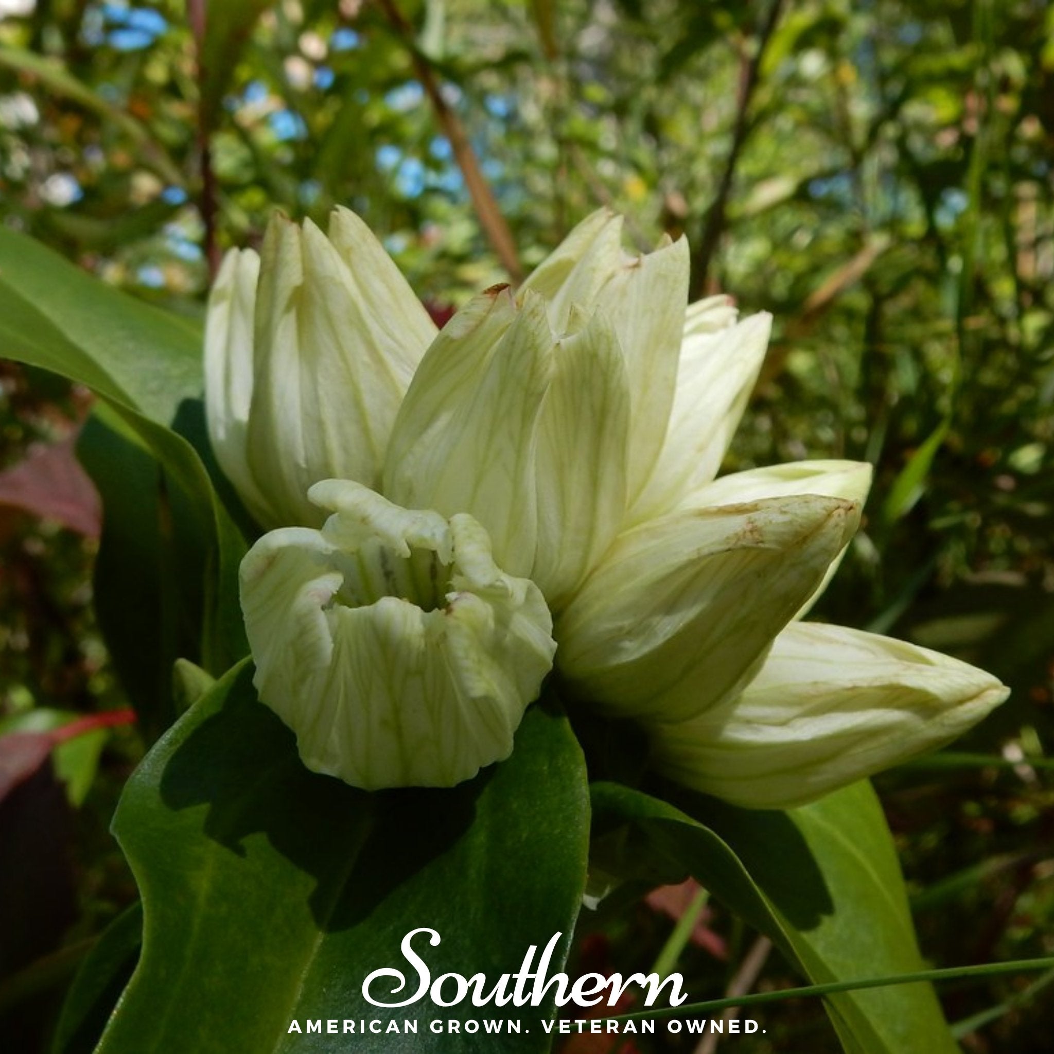 Gentian, Cream (Gentiana Alba) - 50 Seeds - Southern Seed Exchange