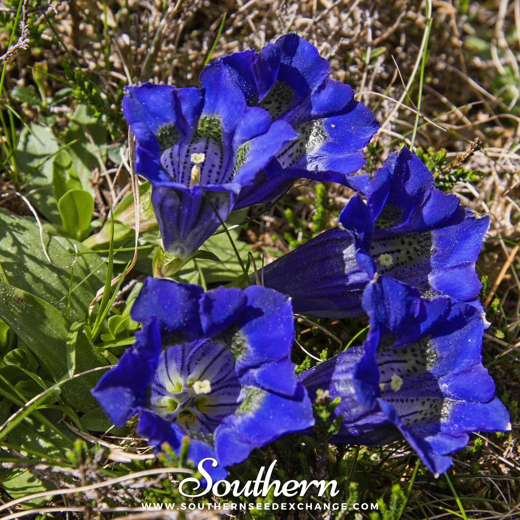 Gentian, Stemless (Gentiana Acaulis) - 50 Seeds - Southern Seed Exchange