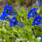 Gentian, Stemless (Gentiana Acaulis) - 50 Seeds - Southern Seed Exchange