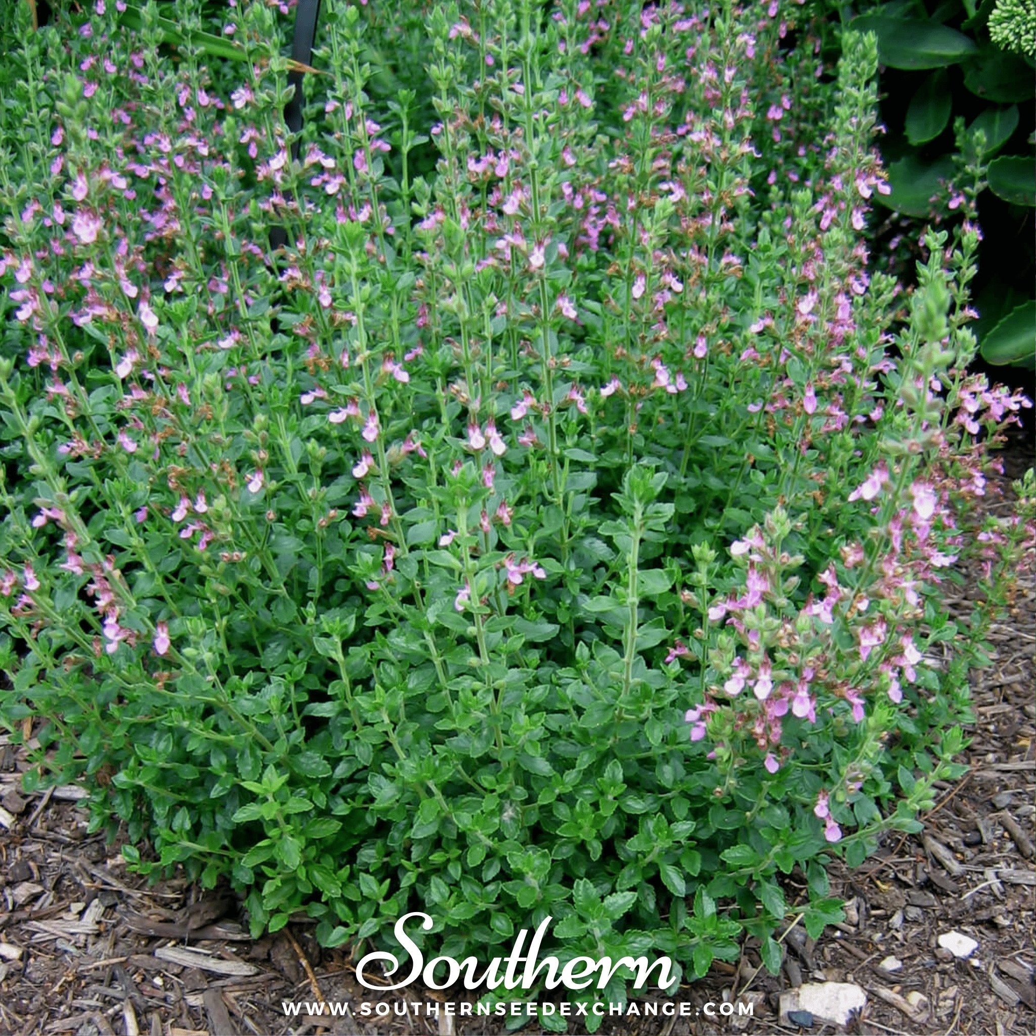 Germander, Wall (Teucrium Chamaedris) - 25 Seeds - Southern Seed Exchange