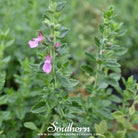 Germander, Wall (Teucrium Chamaedris) - 25 Seeds - Southern Seed Exchange