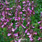 Germander, Wall (Teucrium Chamaedris) - 25 Seeds - Southern Seed Exchange