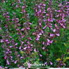 Germander, Wall (Teucrium Chamaedris) - 25 Seeds - Southern Seed Exchange