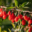 Goji Berry -Wolfberry (Lycium barbarum) - 50 Seeds - Southern Seed Exchange