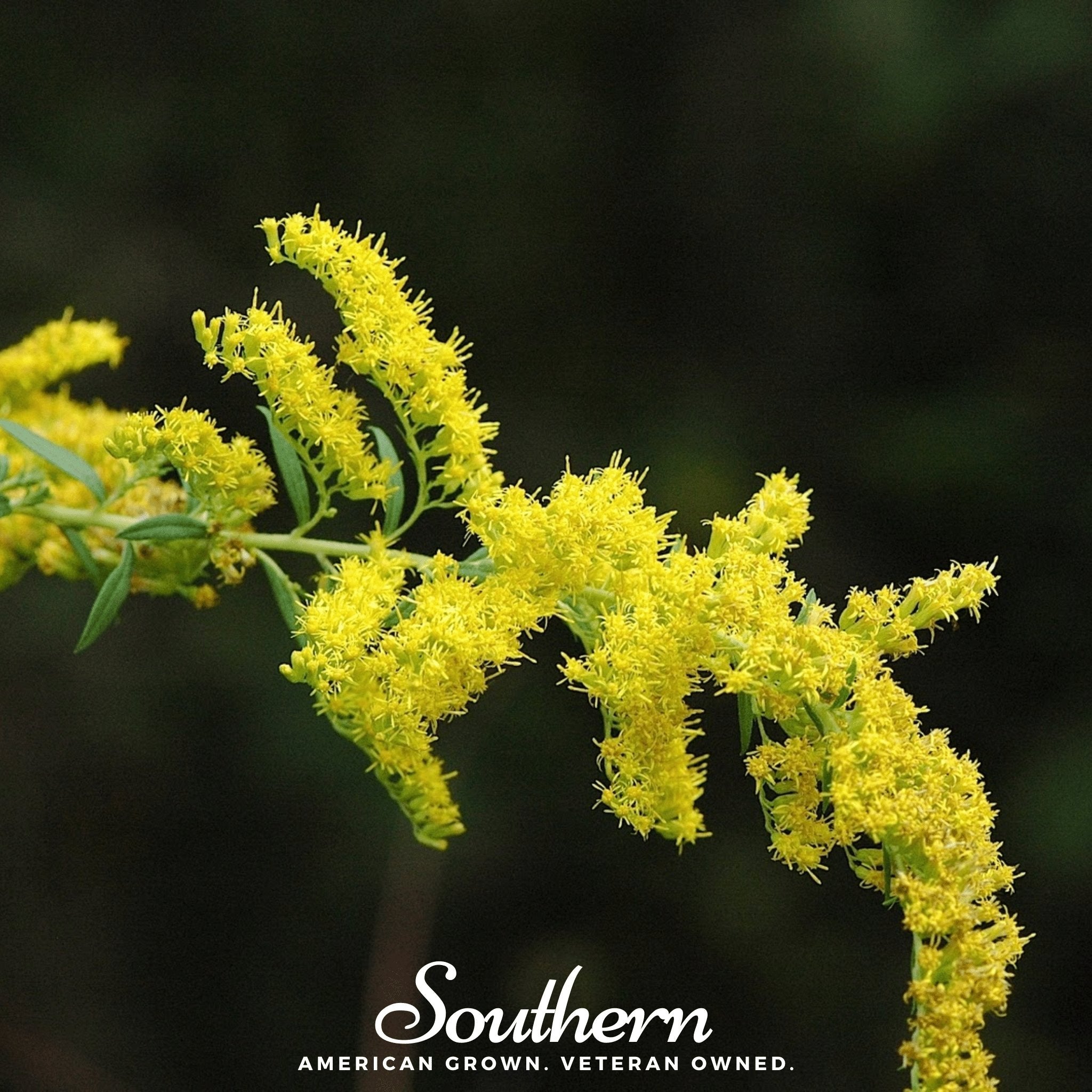 Goldenrod, Ohio (Solidago speciosa) - 100 Seeds - Southern Seed Exchange