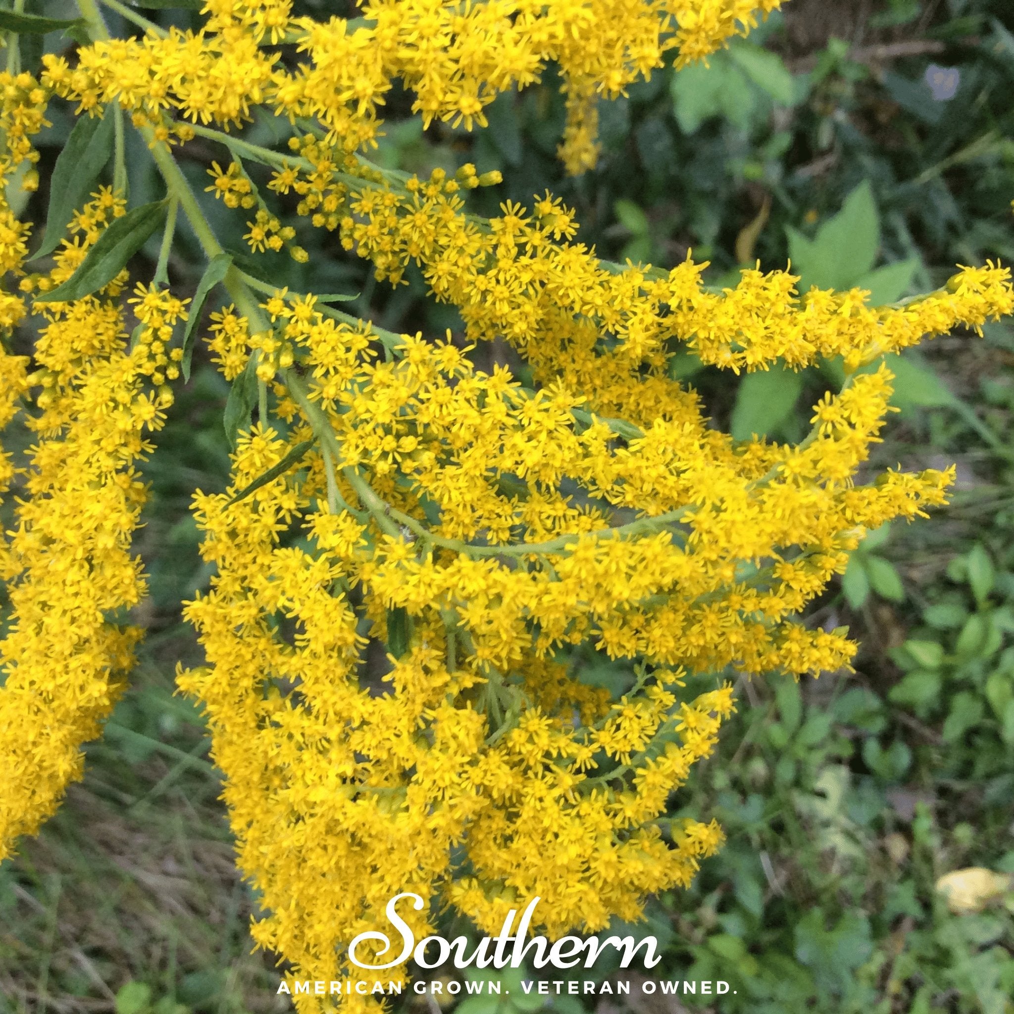 Goldenrod, Ohio (Solidago speciosa) - 100 Seeds - Southern Seed Exchange