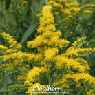 Goldenrod, Ohio (Solidago speciosa) - 100 Seeds - Southern Seed Exchange