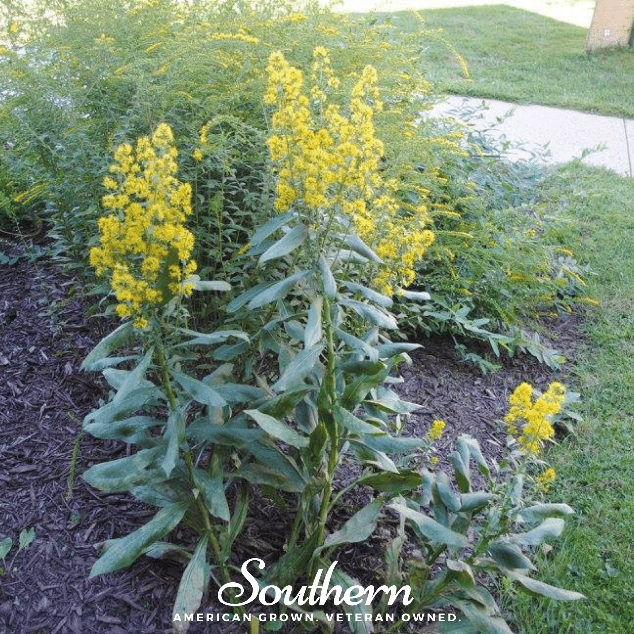 Goldenrod, Showy (Solidago speciosa) - 100 Seeds - Southern Seed Exchange