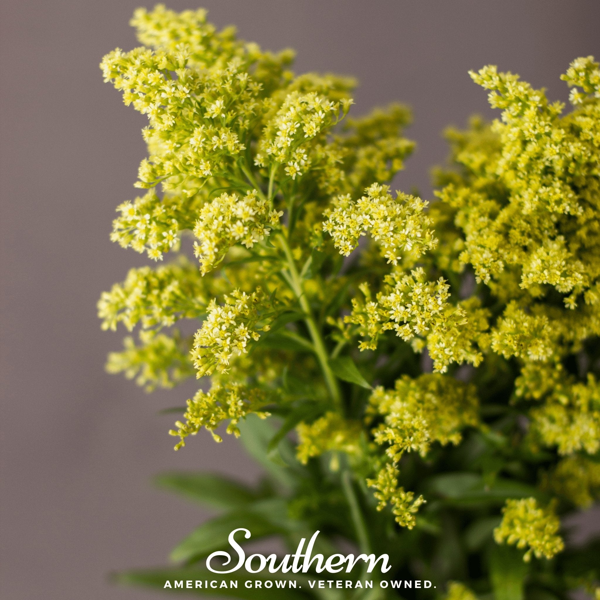 Goldenrod, Showy (Solidago speciosa) - 100 Seeds - Southern Seed Exchange