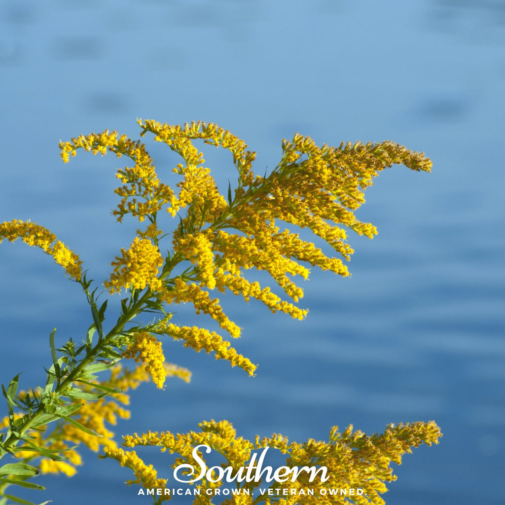 Goldenrod, Showy (Solidago speciosa) - 100 Seeds - Southern Seed Exchange