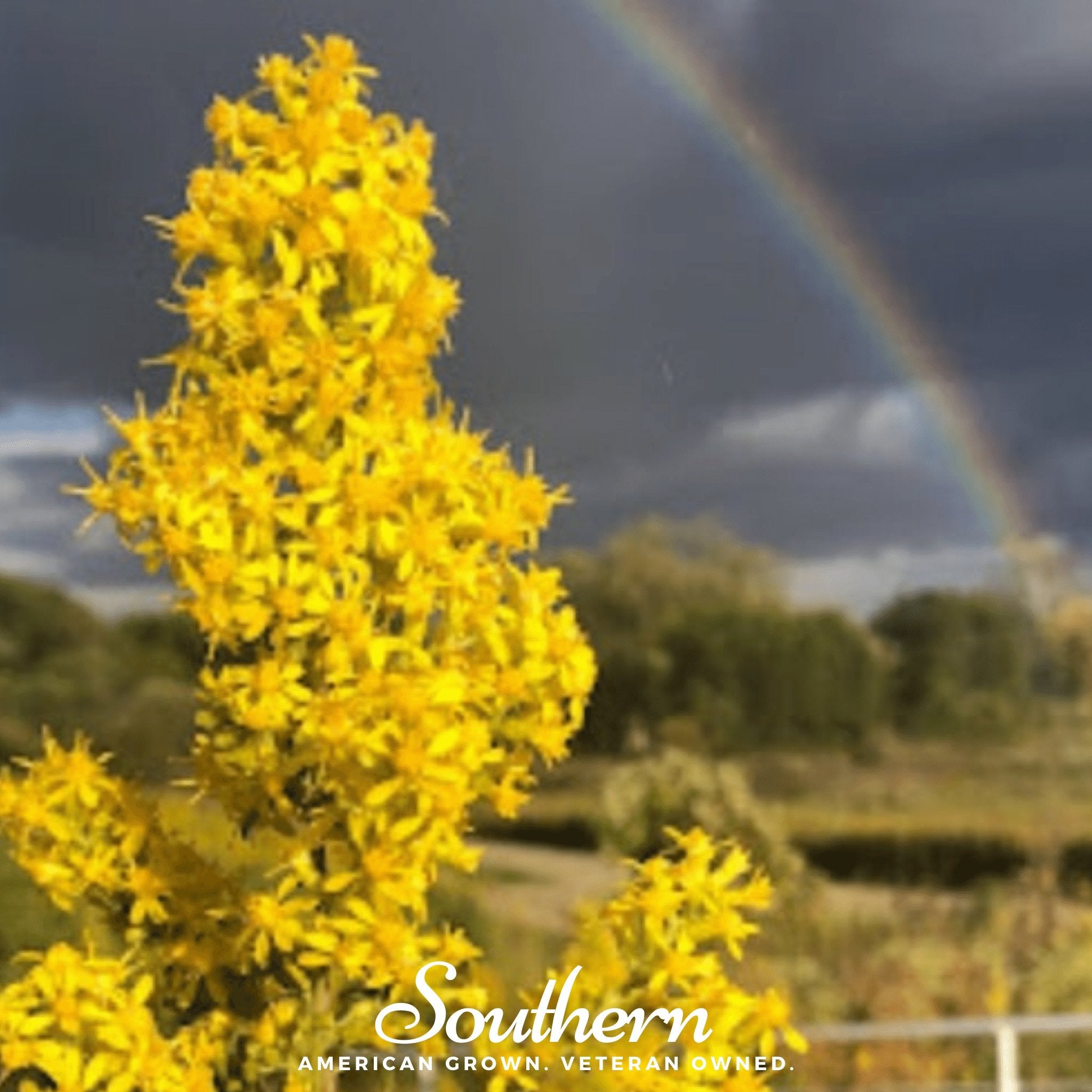 Goldenrod, Showy (Solidago speciosa) - 100 Seeds - Southern Seed Exchange