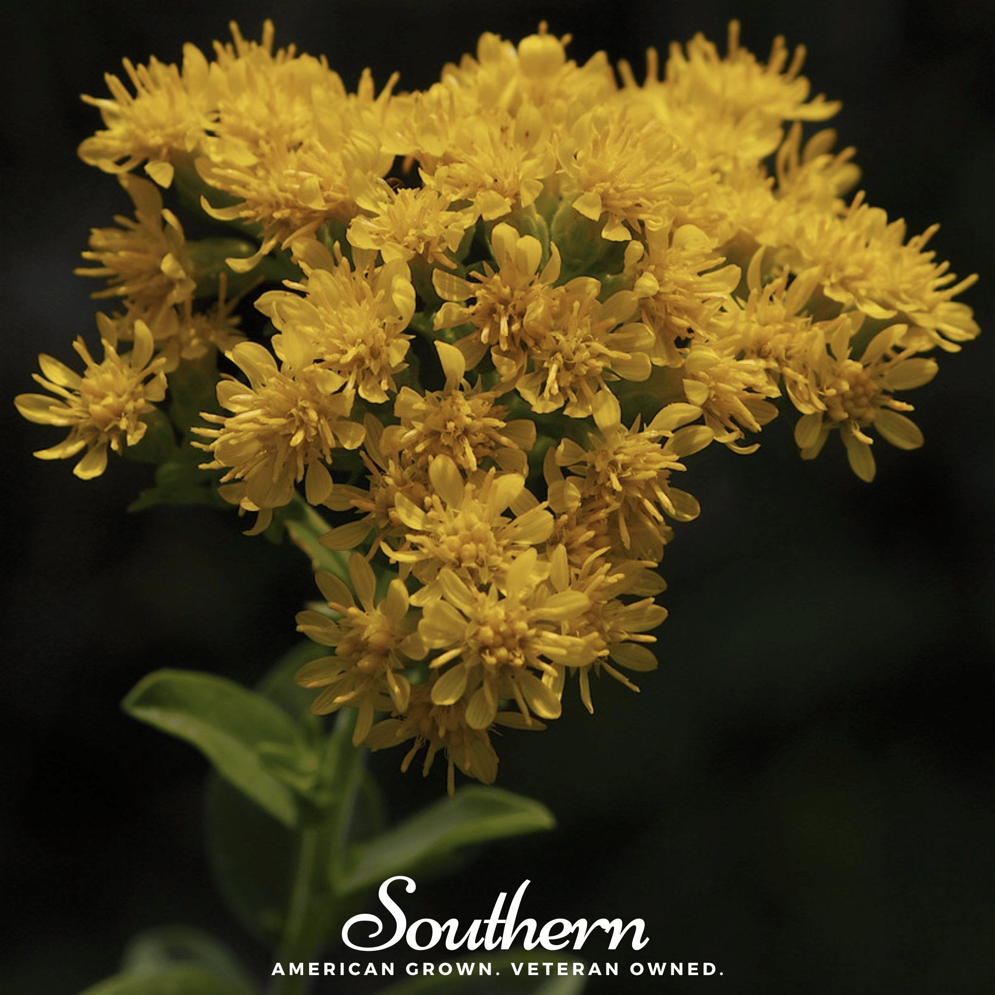 Goldenrod, Stiff (Solidago rigida) - 100 Seeds - Southern Seed Exchange